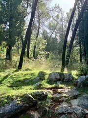 Forest stream among rocks with soft sunlight background