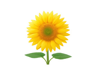 Obraz premium Sunflower yellow flower green leaf summer isolated botanical nature vibrant floral cheerful realistic sunflower with bright yellow petals and green leaves isolated transparency background evoking