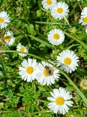 Fototapeta premium daisies in the grass
