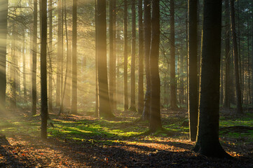 Beautiful sunny morning in green forest