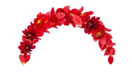 A beautiful decorative arch composed of vibrant red dahlia flowers and petals, creating a graceful curve isolated on a pure white background