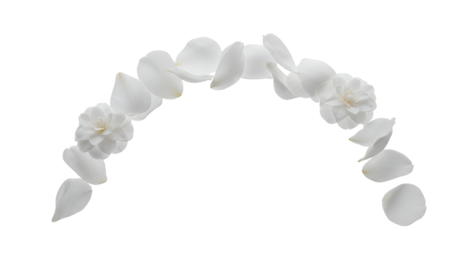 Blooming Arch Delicate White Petals and Flowers on White Background