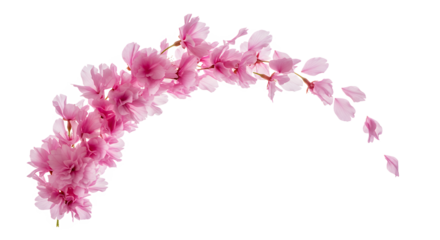 Beautiful Pink Cherry Blossom Branch with Falling Petals on a White Background