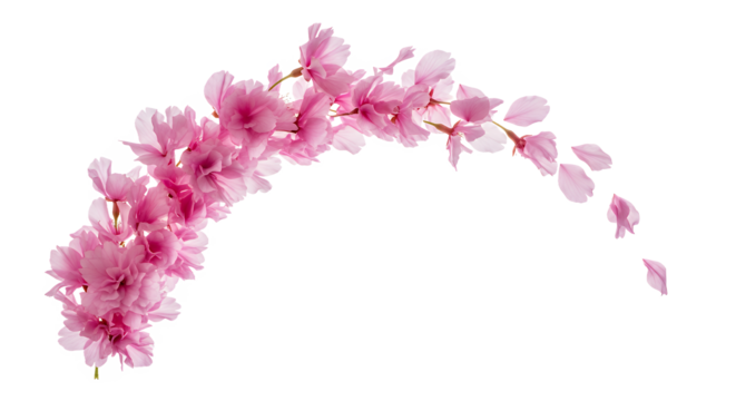 Beautiful Pink Cherry Blossom Branch with Falling Petals on a White Background