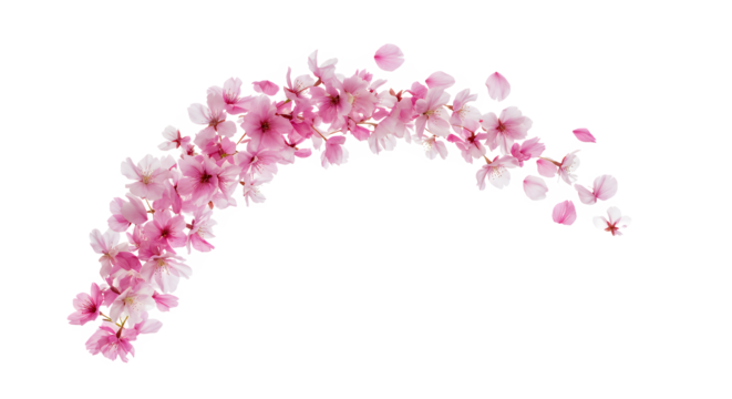 An elegant arc of vibrant pink Japanese cherry blossoms in full bloom with soft petals drifting away, isolated on a white backdrop