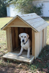 labrador retriever sitting calmly inside unfinished wooden doghouse with pitched roof in grassy yard with autumn leaves and white building backdrop