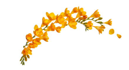 Elegant Sprig of Yellow Freesia Flowers Delicate Blossoms on White Background