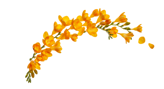 Elegant Sprig of Yellow Freesia Flowers Delicate Blossoms on White Background - Powered by Adobe