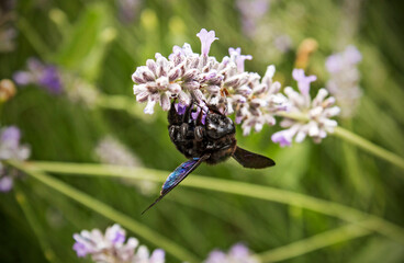 Nature, plants, lavender, bugs