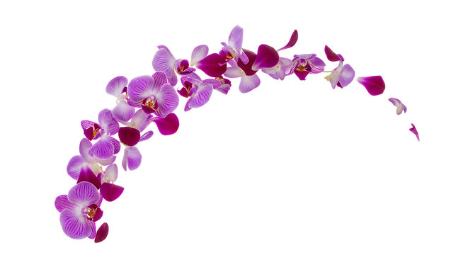 Elegant and vibrant arc of purple and pink orchid blossoms with delicate petals, gracefully arranged on a pristine white background, perfect for floral designs and decorative accents