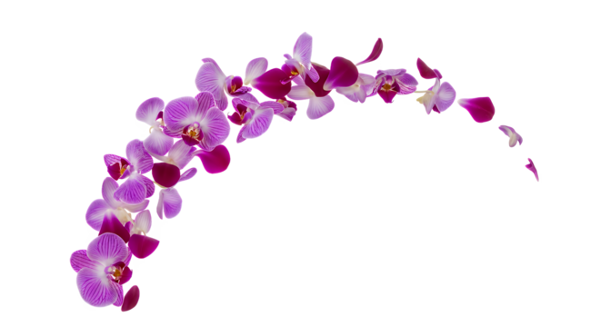 Elegant and vibrant arc of purple and pink orchid blossoms with delicate petals, gracefully arranged on a pristine white background, perfect for floral designs and decorative accents