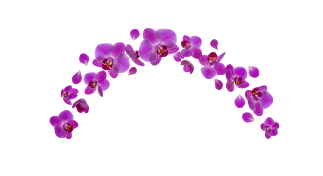 Arch of vibrant purple orchid flowers, isolated on a white background, suggesting elegance and natural beauty