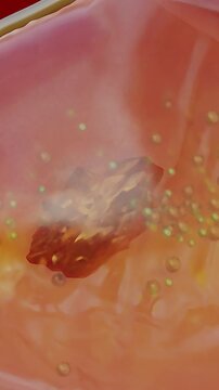 Human Stomach Anatomy Digestion, 3D reander	
