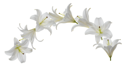 Elegant white lilies gracefully arranged in a gentle arch on a pristine white background, symbolizing purity and beauty