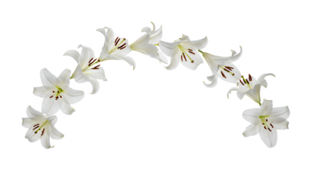 An elegant arch of beautiful blooming white Easter lily flowers arranged in a graceful semi-circle garland, isolated on a pure white background