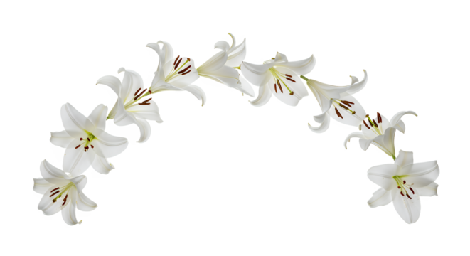 An elegant arch of beautiful blooming white Easter lily flowers arranged in a graceful semi-circle garland, isolated on a pure white background