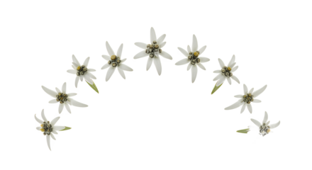 White edelweiss flowers arranged in a graceful arc, highlighting their unique star-like appearance and delicate textures, symbolizing alpine beauty, resilience, and natural charm