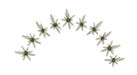 A string of delicate white star-shaped flowers arranged in an arch on a white background
