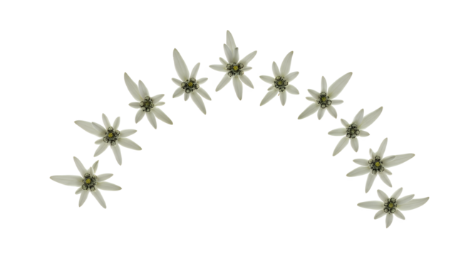 A string of delicate white star-shaped flowers arranged in an arch on a white background