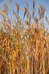 Miscanthus sinensis au jardin en automne