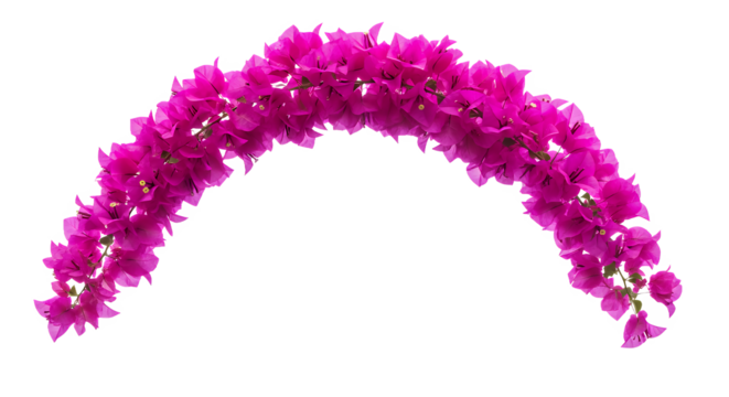 Vibrant magenta bougainvillea flower garland arch for decoration, celebration, and festive events, isolated on white