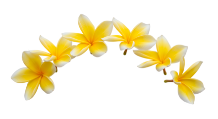 Arrangement of yellow and white Plumeria flowers on a white background, ideal for decorative or natural themes