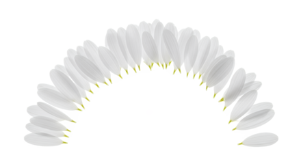 A beautiful semi-circle arrangement of delicate white petals, creating an elegant and organic visual pattern on a clean white background