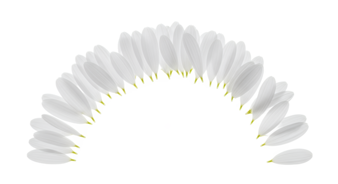 A beautiful semi-circle arrangement of delicate white petals, creating an elegant and organic visual pattern on a clean white background
