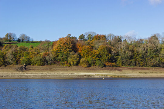 The natural autumnal palette of a mixed woodland stands well above the shoreline with its low water level at Llandegfedd Reservoir near Pontypool, Torfaen, South Wales