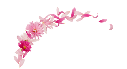 A beautiful arc of swirling pink gerbera daisy flowers and flying petals isolated on a clean white background