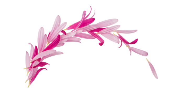 Graceful arrangement of colorful pink and fuchsia flower petals creating a beautiful flowing arc, symbolizing natural beauty, lightness, and delicate charm on a clean white canvas