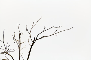 Obraz premium Silhouette of the leafless branches of a tree.