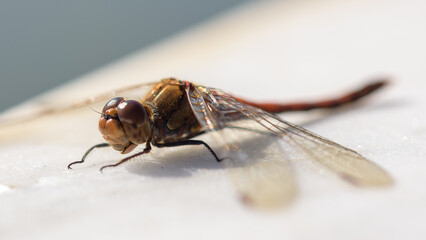 Close-up of a dragonfly resting on a surface