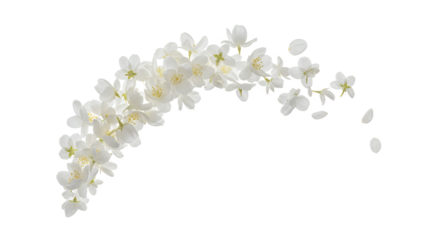 Beautiful blooming white jasmine flowers arranged in a graceful curve with falling petals on a pure white background