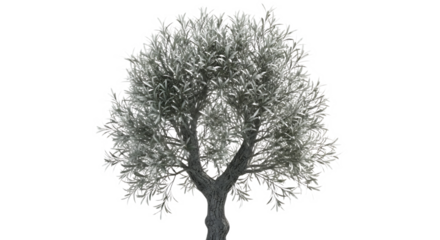 Isolated silvery green tree with dense foliage and a split trunk against a black background scene view