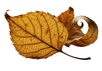 Three distinct dry autumn leaves, golden-amber and russet, intricately detailed in extreme macro with dramatic chiaroscuro lighting on a transparent background, concept of fragile natural beauty