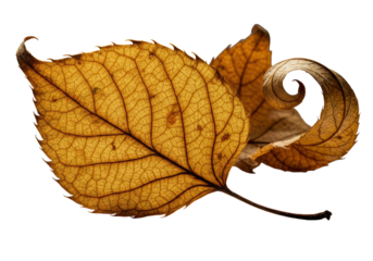 Three distinct dry autumn leaves, golden-amber and russet, intricately detailed in extreme macro with dramatic chiaroscuro lighting on a transparent background, concept of fragile natural beauty