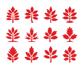 Red oak tree branch illustration with detailed leaves