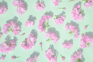 Spring Flower cherry blossoms on a green background. Nature Summer concept.