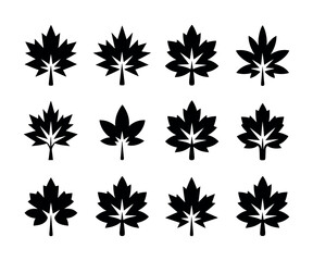 Detailed illustration of a sugar maple tree in autumn