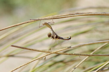 In the embrace of the mantis