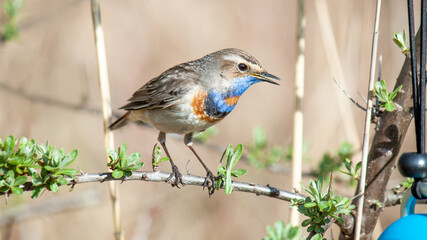 Fototapeta premium robin on a branch