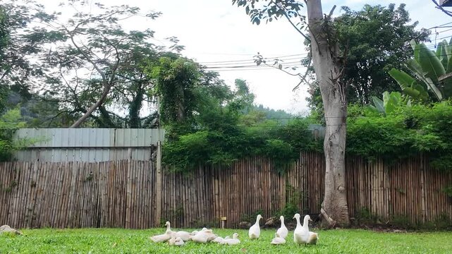 A group of ducks are gathered in a grassy field. The ducks are of various sizes and are scattered throughout the field. The scene is peaceful and serene