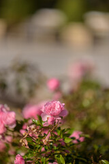 Obraz premium Blooming Pink Roses in a Garden