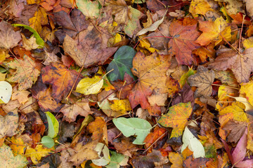 Freshly fallen autumn leaves on the ground with gold, orange, yellow and green evoking seasonal change and passage of time