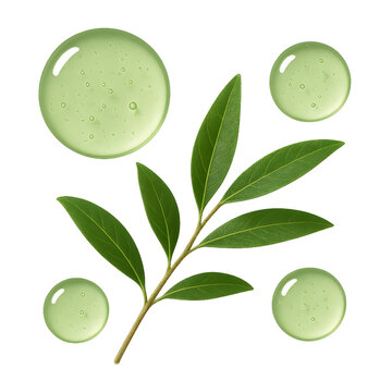 A fresh Canadian tea tree branch with glossy green leaves is arranged on a deep black background, accented by droplets and rounded shapes for a clean, natural, modern botanical composition.