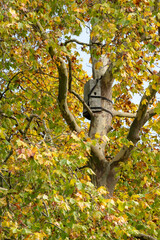 Birdhouse or wooden nesting box, on large tree with autumn leaves. Wildlife Support.