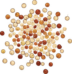 Hand‑Drawn Realistic Quinoa Seeds on White Background