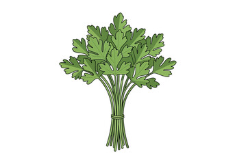 A bunch of flatleaf parsley tied together with a green string
