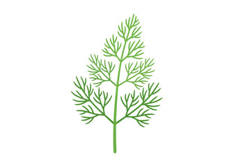 A green dill plant stands upright with feathery leaves branching from a central stem